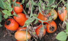 Nous trouvons la cause et la combattons efficacement: que faire si les tomates deviennent noires ci-dessous et comment éviter le problème