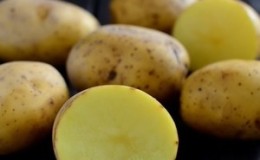 Soin sans prétention et variété de pomme de terre à haut rendement 