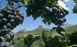 Quels cépages conviennent à la Crimée
