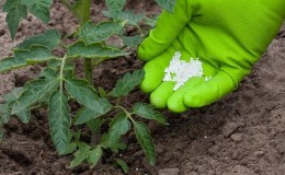 Comment et quoi nourrir les tomates après la plantation dans le sol: les meilleures recettes folkloriques et un aperçu des compositions prêtes à l'emploi