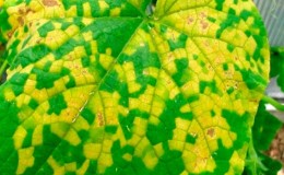 Quelles sont les maladies des plants de concombre: photo et description