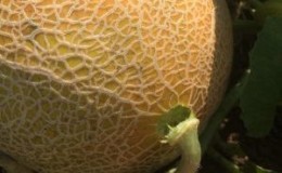 Que faire si le melon n'est pas mûr: règles de stockage pour la maturation des fruits et conseils pour choisir