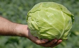 Début du chou blanc hybride Pandion F1