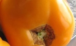 Un représentant frappant des variétés fructueuses de mi-saison - la tomate 