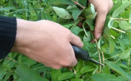 Propagation du chèvrefeuille par boutures - le moyen le plus simple!