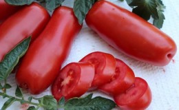 Une variété pour les amateurs de tomates exotiques rares - Tomate 