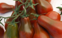 Une apparence intéressante et un goût agréable pour les connaisseurs de variétés inhabituelles - la tomate poire noire