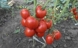 Une variété sans prétention et non capricieuse qui nécessite un entretien minimal - la tomate 