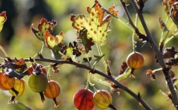 Pourquoi la rouille de la groseille à maquereau est-elle apparue et que faire pour s'en débarrasser