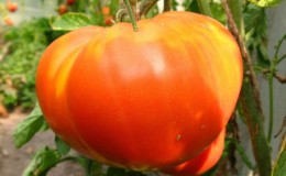 L'une des tomates les plus préférées des jardiniers 
