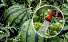 À quelle fréquence arroser les pastèques et les melons dans la serre et en plein champ