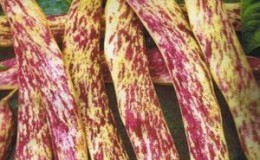 Comment faire pousser de délicieux haricots verts dans le pays