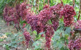 Cépage Kishmish Radiant