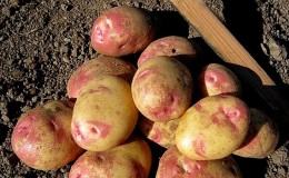 Les meilleures variétés de pommes de terre précoces: 