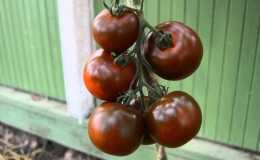 Merveilleux frais et tout aussi bon en conservation - la tomate «Gourmand black» et les bases de la culture de cette variété