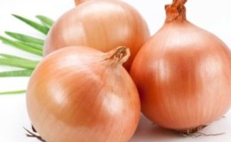 Oignon Shetana à haut rendement pour un stockage à long terme