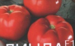 Description détaillée des tomates Linda F1 - caractéristiques des fruits et des graines