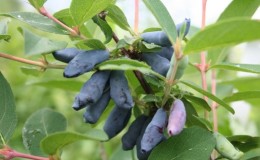 Chèvrefeuille mi-saison au goût aigre-doux Rossignol