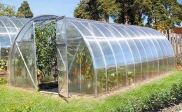 Nous cultivons une récolte record de tomates dans une serre en polycarbonate: plantation et entretien, conseils d'agronomes