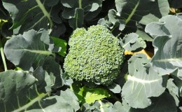 Cultiver et entretenir le chou brocoli à l'extérieur en Sibérie