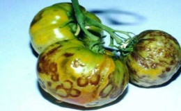 Nous reconnaissons l'ennemi de vue et le combattons efficacement: strie de tomate et les meilleures méthodes pour traiter ce fléau