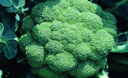 Les meilleures variétés et hybrides de chou brocoli pour la Sibérie et les caractéristiques de leur culture