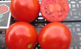 Nous cultivons une riche récolte de tomates ultra-précoces Solerosso et la protégeons des ravageurs et des maladies