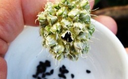 Comment faire pousser des oignons de Nigelle à partir de graines