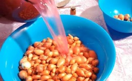 De quoi faire tremper les oignons avant de les planter avant l'hiver et s'il est nécessaire de le faire