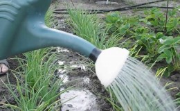 Comment arroser correctement les oignons en plein champ et en serre