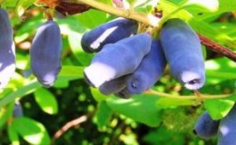 Une grande variété de chèvrefeuille comestible à maturation précoce 