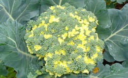 Que faire si le brocoli fleurit et comment faire pousser correctement le chou pour l'empêcher