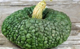 Variété délicieuse, adaptée au stockage à long terme et à la consommation crue - citrouille 