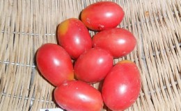 Une riche récolte de petites tomates italiennes de chaque buisson - la tomate 