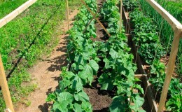 Nous sauvons les concombres des maladies et des ravageurs: recommandations importantes