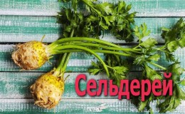 Pourquoi le céleri-rave est-il utile et comment l'utiliser correctement