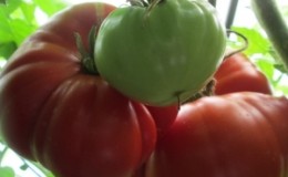 Une tomate géante, dont la taille du fruit est incroyable - nous cultivons notre propre tomate 