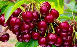 Caractéristiques et description de la cerise 