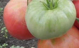 Variété à gros fruits au goût délicat pour l'alimentation diététique - Tomate 