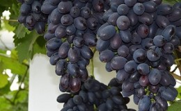 Variété de raisin moldave précoce Codreanca avec de grandes baies savoureuses