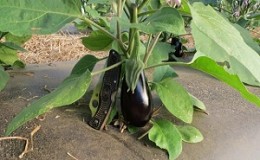 Conseils d'experts pour l'entretien des aubergines en serre