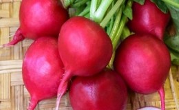 Une variété de radis Duro productive et peu pointilleuse