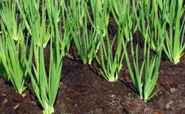 Guide étape par étape pour replanter et entretenir les oignons Batun à l'automne