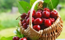 Instructions pour la transplantation de cerises en été dans un autre endroit pour les jardiniers novices