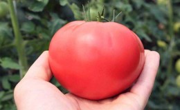 Où et comment cultiver au mieux la tomate au miel rose