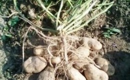 Variété de pomme de terre à haut rendement avec un goût excellent 