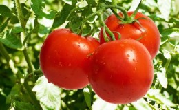 Un favori des producteurs de légumes, une variété offerte par les sélectionneurs russes - tomate 