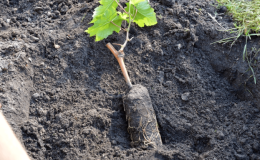 Instructions pas à pas pour planter des plants de raisin en été pour les vignerons débutants