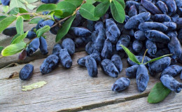 Comment et quoi nourrir le chèvrefeuille après la récolte, comment fertiliser correctement