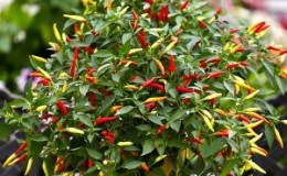 Pourquoi la variété de poivre 